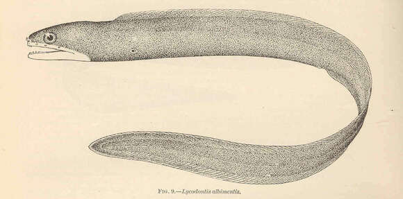 Image of Common Conger