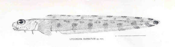 Image of Lyconema