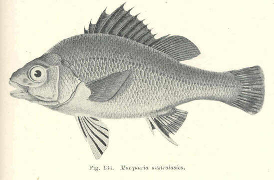 Imagem de Percichthyidae