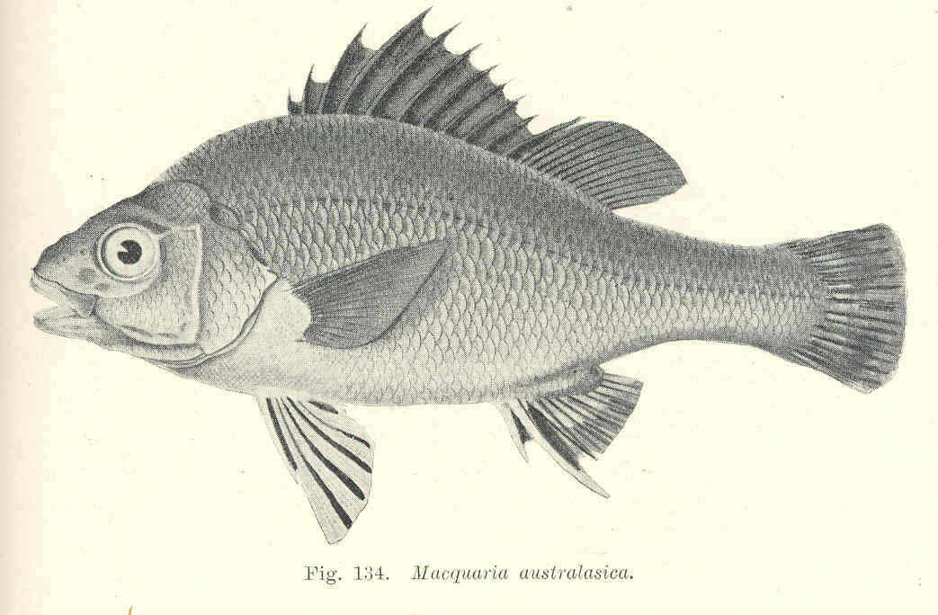 Image of Percichthyoidei