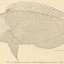 Image of Geoffroy's wrasse