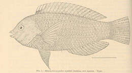 Macropharyngodon geoffroy (Quoy & Gaimard 1824) resmi