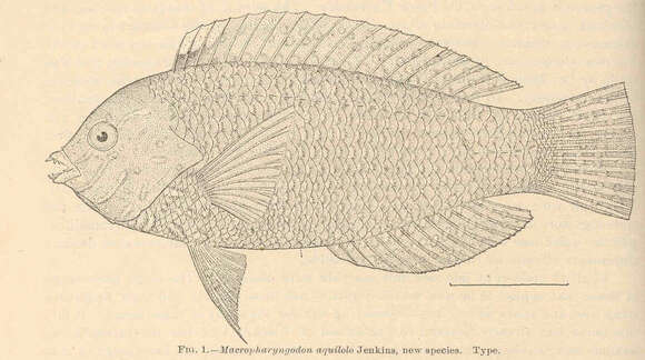 Macropharyngodon resmi