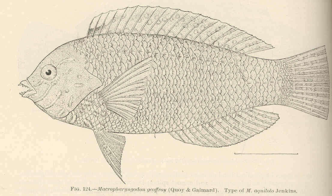 Imagem de Macropharyngodon geoffroy (Quoy & Gaimard 1824)