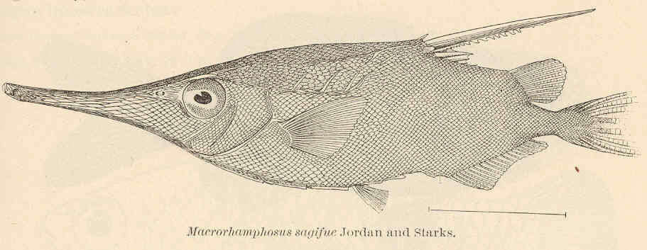 Image of snipefishes and shrimpfishes