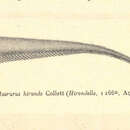 Слика од Sphagemacrurus hirundo (Collett 1896)