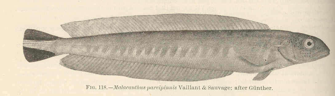 Image of tilefishes