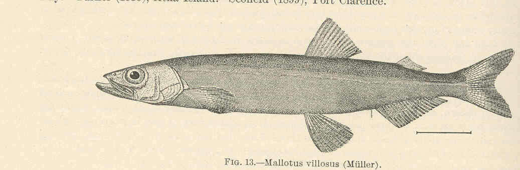 Image of Mallotus