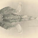 Image of Hawaiian triangular batfish