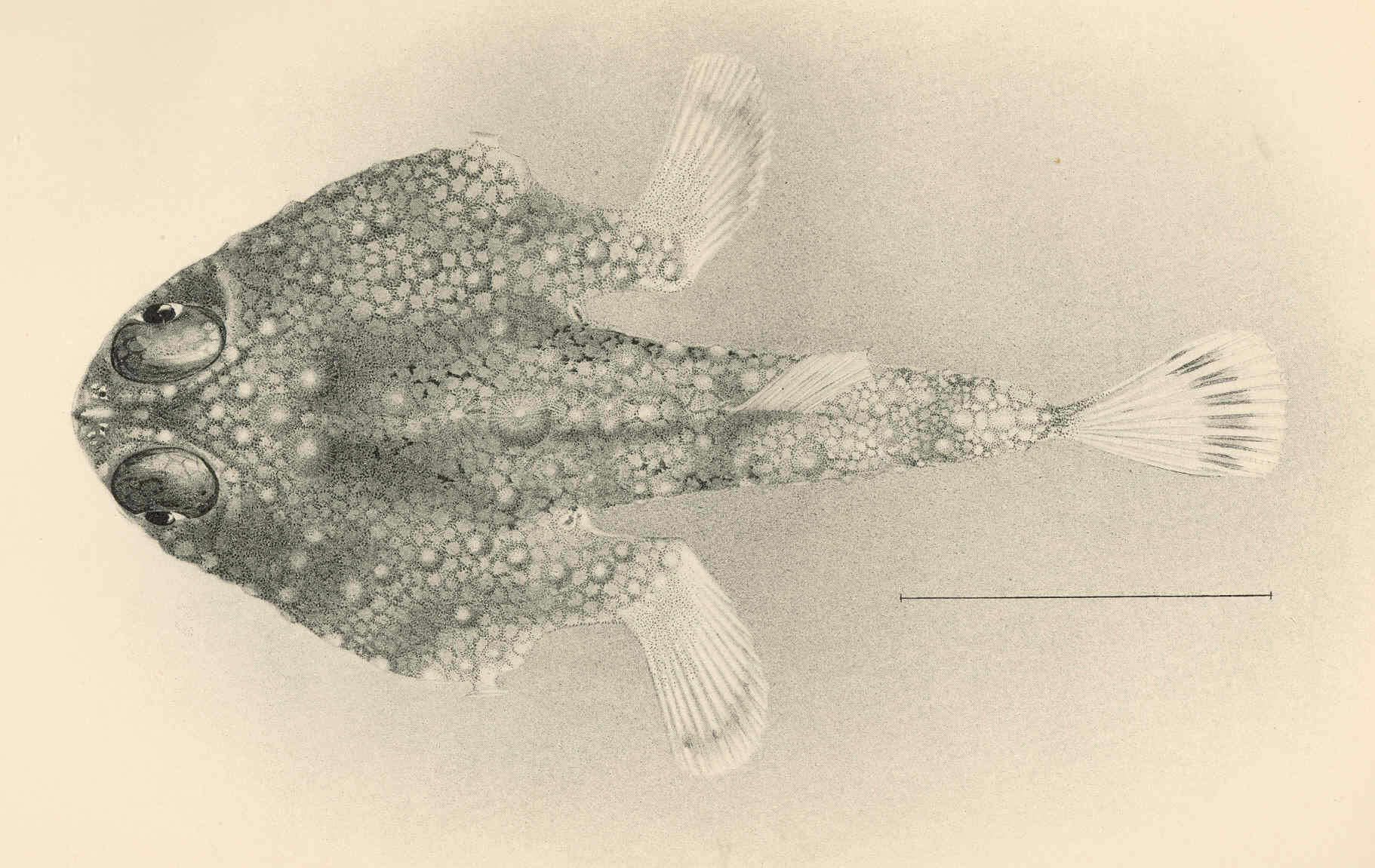 Image of Malthopsis