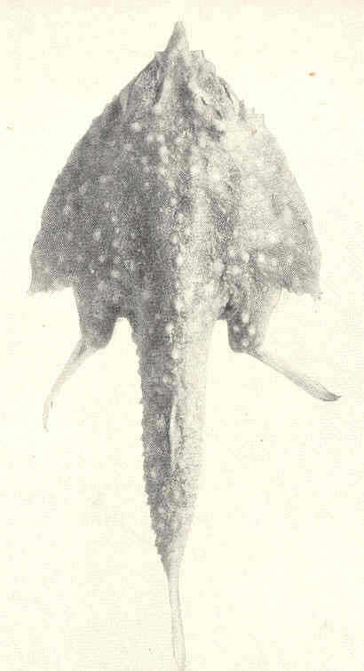 Image of Malthopsis