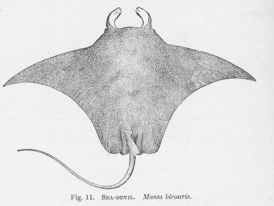 Image of Batoidea