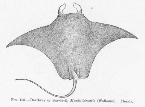 Image of Mobula ray