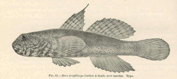 Image of Target shrimp goby