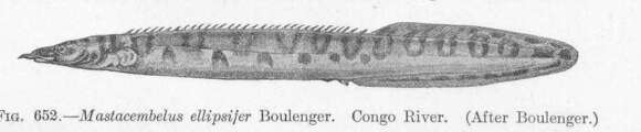 Image of freshwater spiny eels