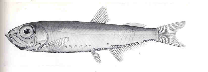 Image of marine hatchetfishes