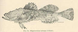 Image of Megalocottus