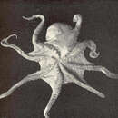 Image of Megalocranchia fisheri (Berry 1909)