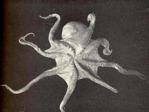 Image of Large cranch squid