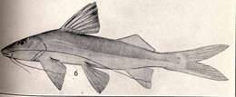 Image of Megalonema