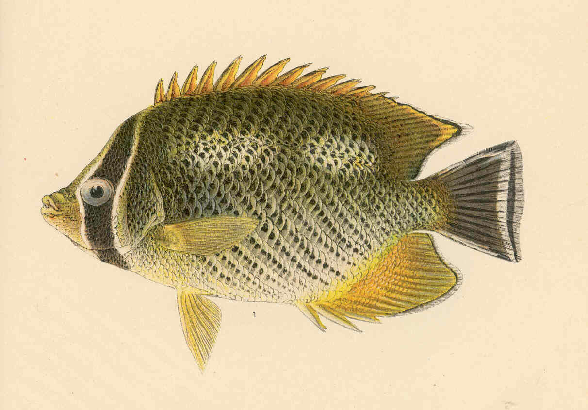 Plancia ëd Chaetodon trifascialis Quoy & Gaimard 1825