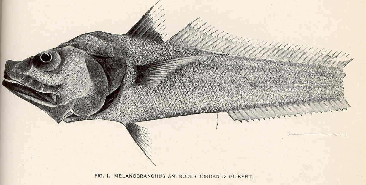 Image of Melanobranchus