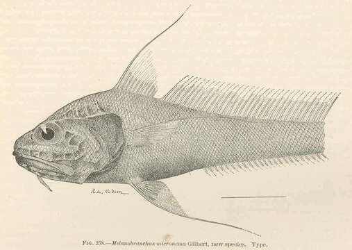 Image of Melanobranchus