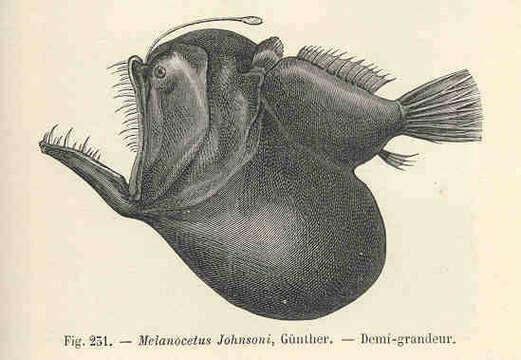 Image of Melanocetus