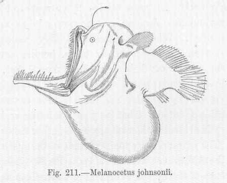 Image of Melanocetus