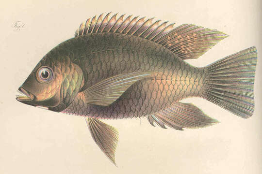 Imagem de Oreochromis schwebischi (Sauvage 1884)