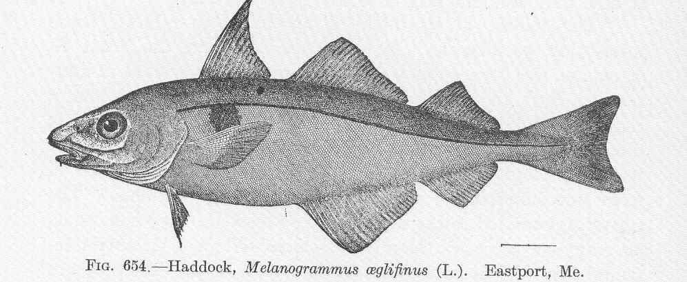 Sivun Melanogrammus kuva