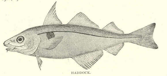 Image of cods