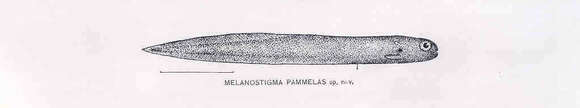 Image of Melanostigma