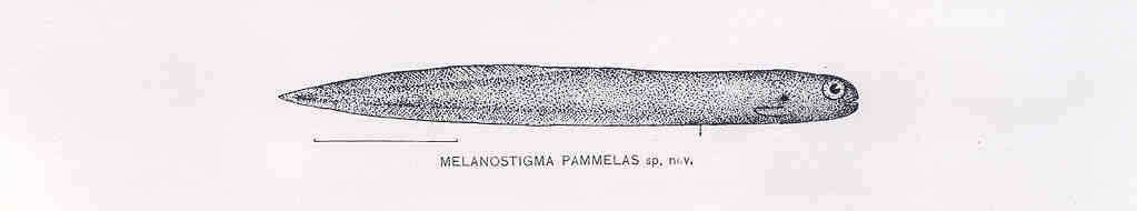 Plancia ëd Melanostigma