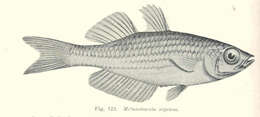 Image of rainbowfishes