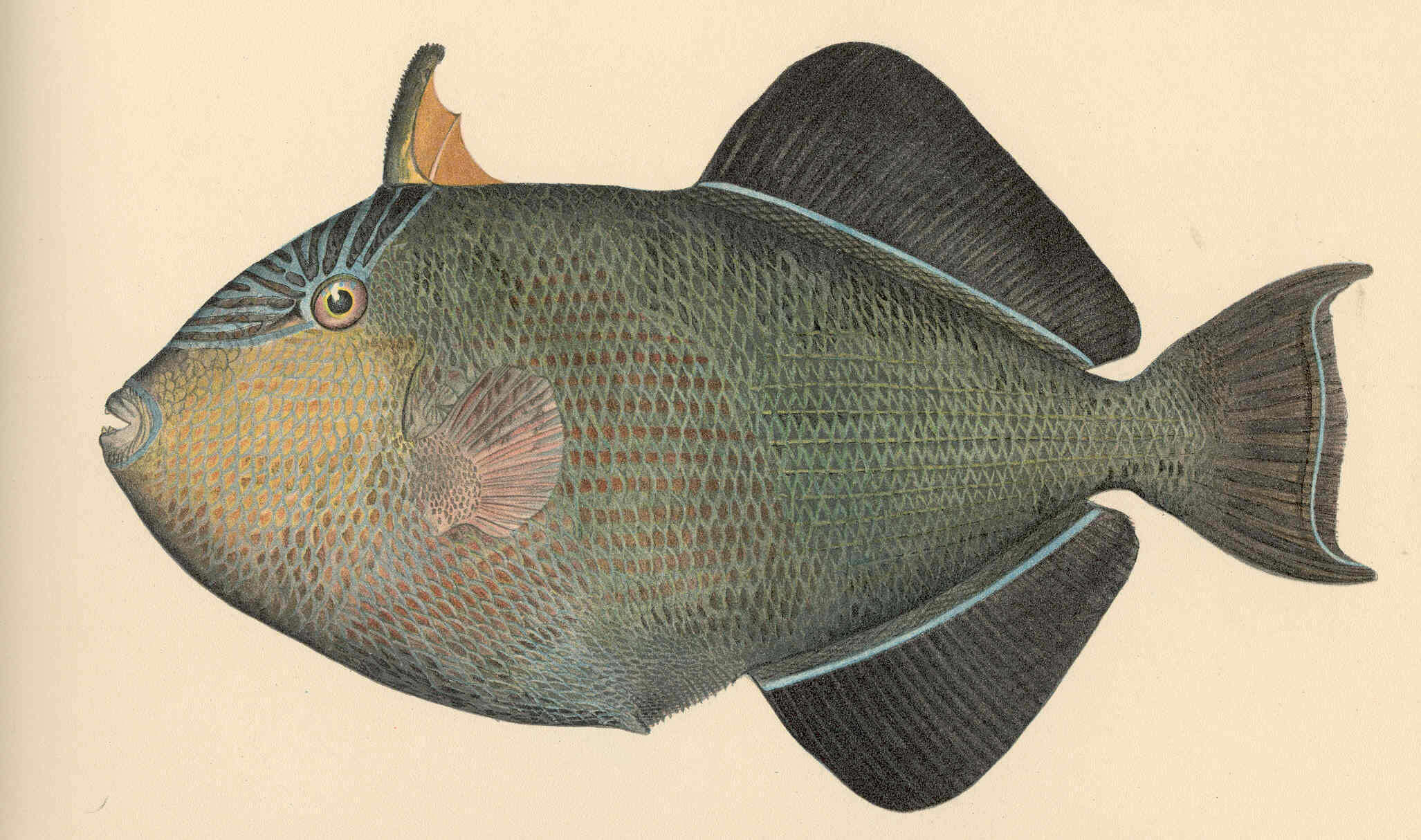Image of Melichthys