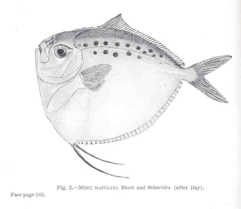 Image of moonfishes