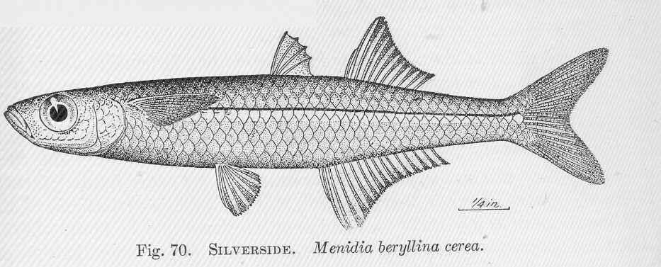 Image of Menidia