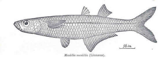 Image of Menidia