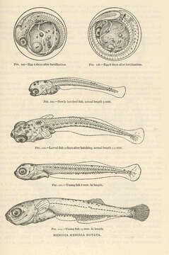 Plancia ëd Atherinopsidae