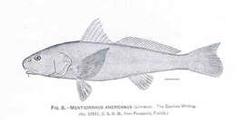 Image of Kingcroakers