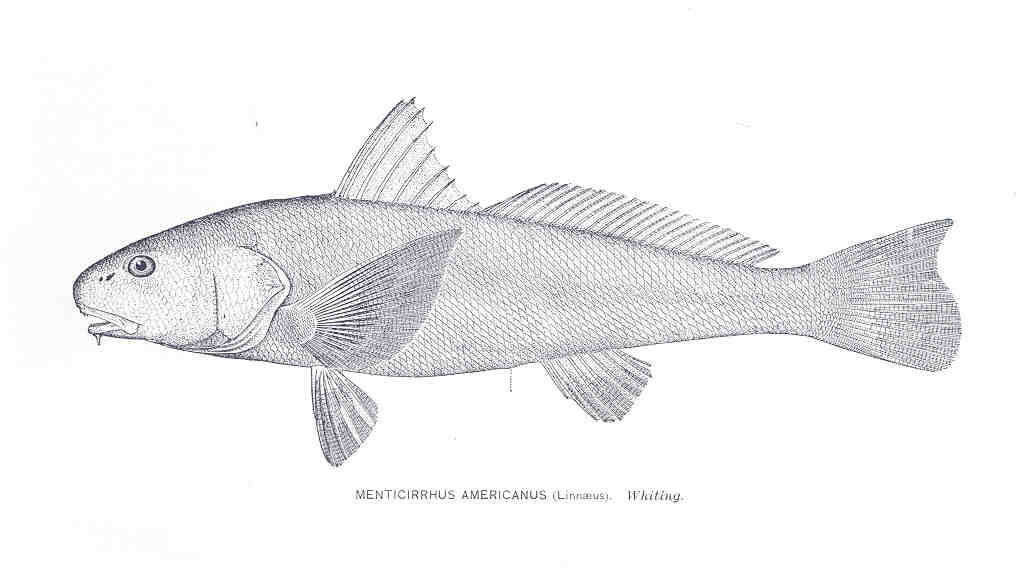 Image of Kingcroakers