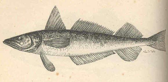 Image of cods