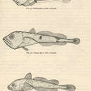 Plancia ëd Merluccius bilinearis (Mitchill 1814)