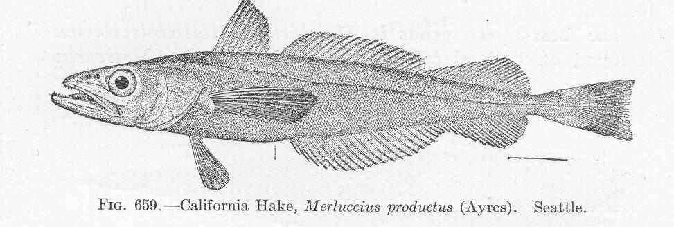 Image of Merluccius