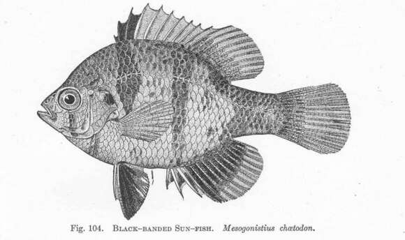 Image of Enneacanthus