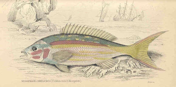 Image of Ocyurus