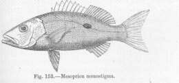Image of Onespot seaperch