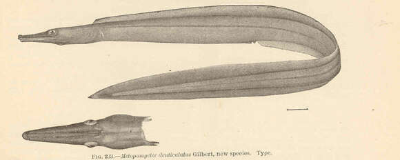 Image de Nettastoma