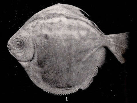 Image of Metynnis